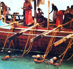Pearl divers in the Persian Gulf.